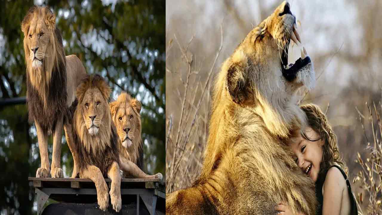 Wild Animals as Pets Know! In these countries, lions, leopards and