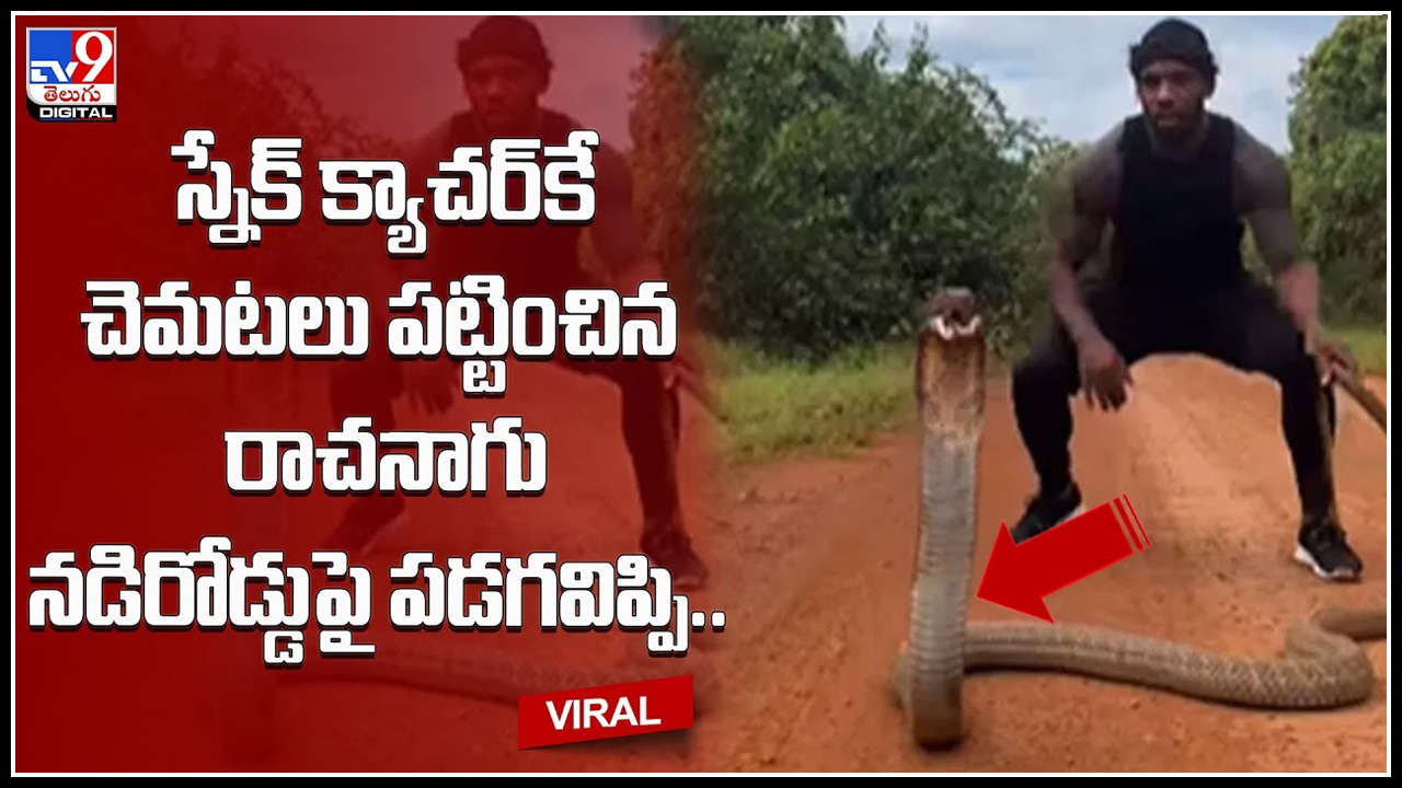 King Cobra స్నేక్‌ క్యాచర్‌కే చెమటలు పట్టించిన రాచనాగు.. నడిరోడ్డుపై