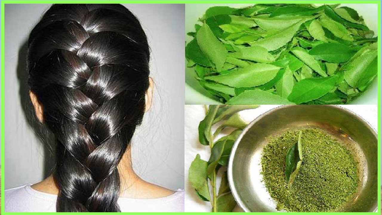 Curry Leaves Benefits: కరివేపాకుతో జుట్టుకు అనేక లాభాలు.. ఇలా ట్రై చేస్తే  రాలడమే కాదు.. నల్లగా నిగనిగలాడుతుందట.. | Homemade Curry Leaves Herbal Hair  Mask for Hair Regrowth, For ...