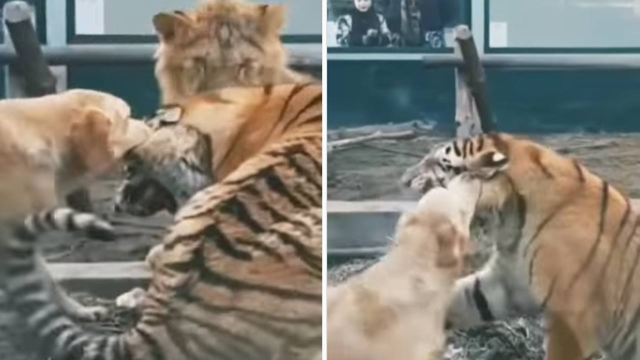 Dog Vs Tiger సింహం సాక్షిగా పులితో చెలగాటం ఆడిన కుక్క..ఎంజాయ్ చేసిన