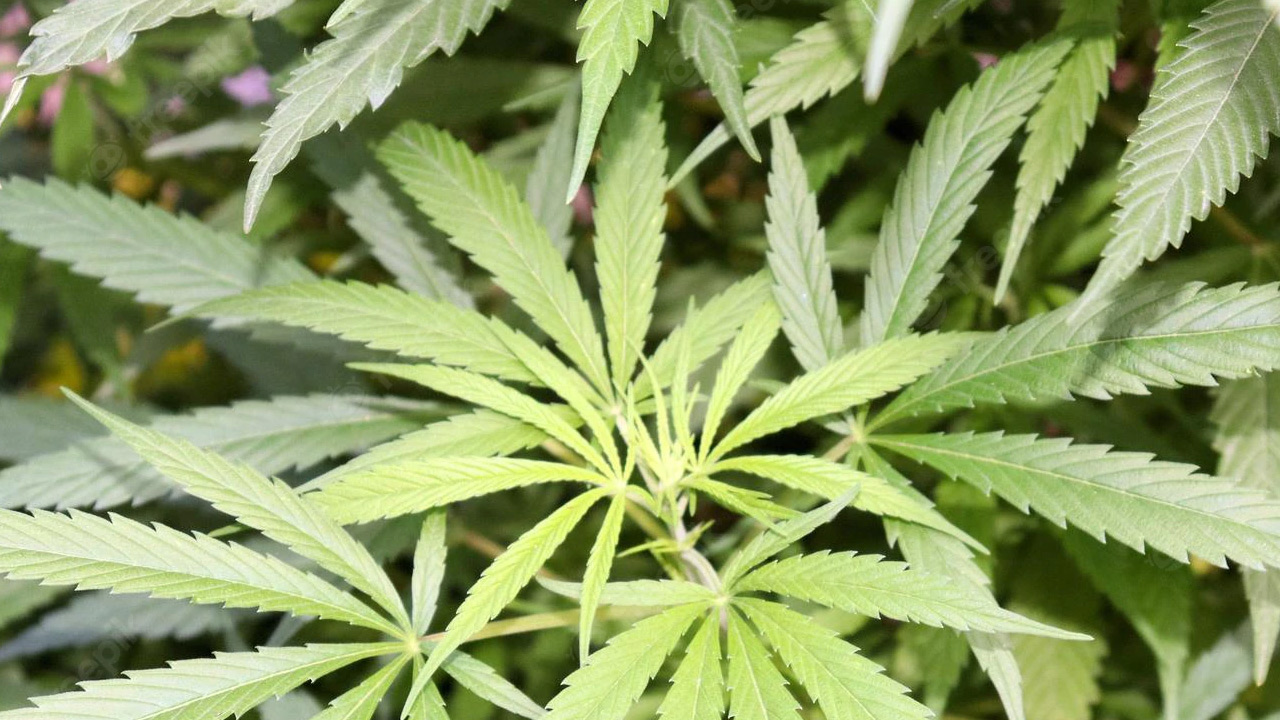 Ganja గంజాయిని ఆయుర్వేదంలో వినియోగించే వారని మీకు తెలుసా.. అంతే