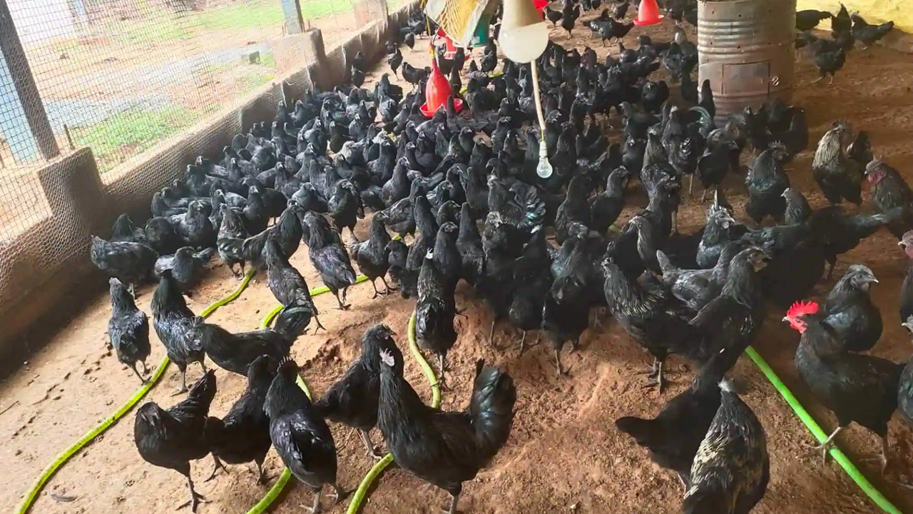 Vijayawada: New type of black chicken in Bejawada market. – Jsnewstimes