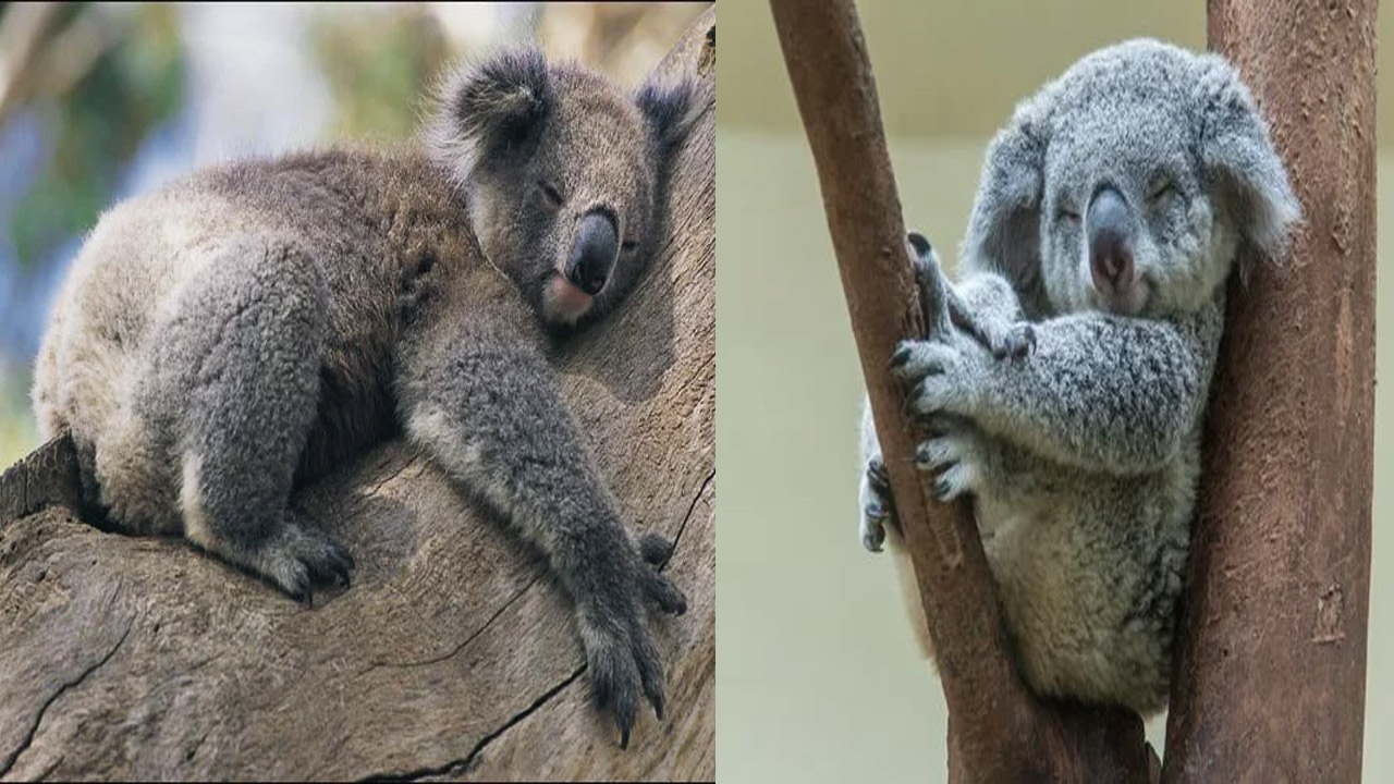 Koala It is the sleepiest animal in the world. How many hours in a day..
