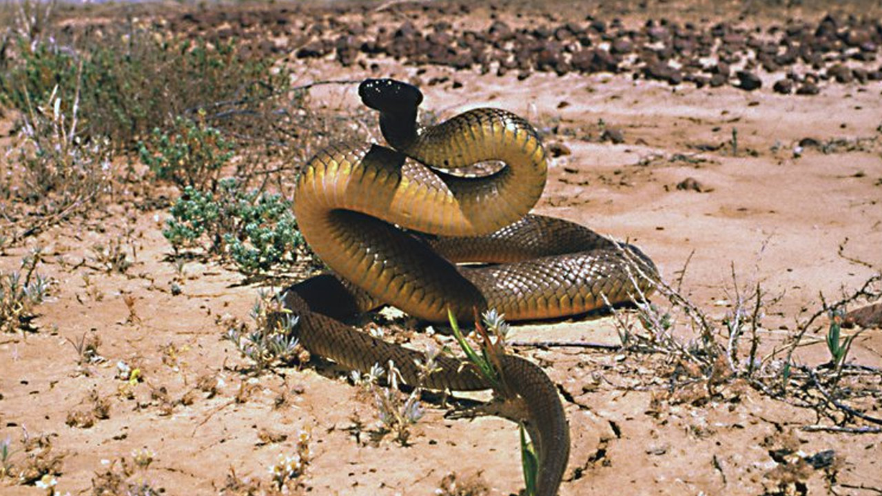 Most Venomous Snakes ప్రపంచంలోనే అత్యంత విషపూరితమైన పాము ఇదే.. ఒకే