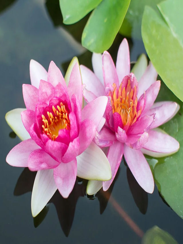 తమర పువ్వు వల్ల కలిగే ప్రయోజనాలు.. TV9 Telugu Benefits Of Lotus In