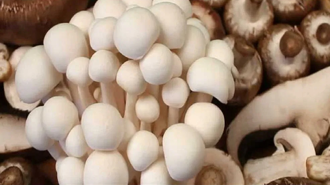Mushroom Farming: ఇంట్లోనే పుట్టగొడుగుల పెంపకం.. కార్లల్లో వచ్చి
