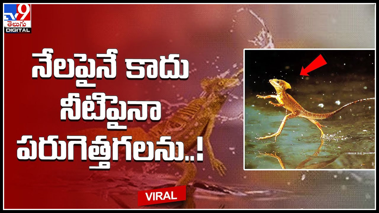 Reptile Walking Video: నేలపైనే కాదు నీటిపైనా పరుగెత్తగలను..! వీడియో