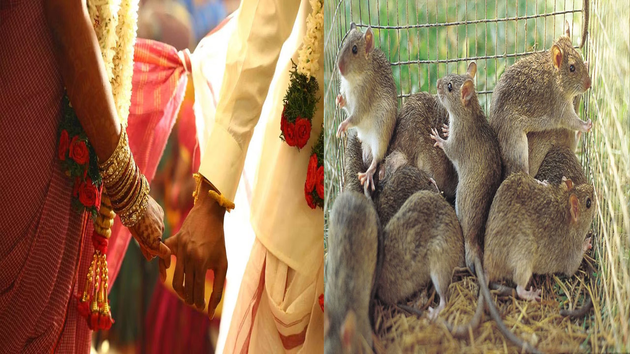 అడవుల్లో ఎన్నోరకాల జంతువులు ఉన్నప్పటికీ గిరిజనులకు మాత్రం ఎలుకలంటేనే ...