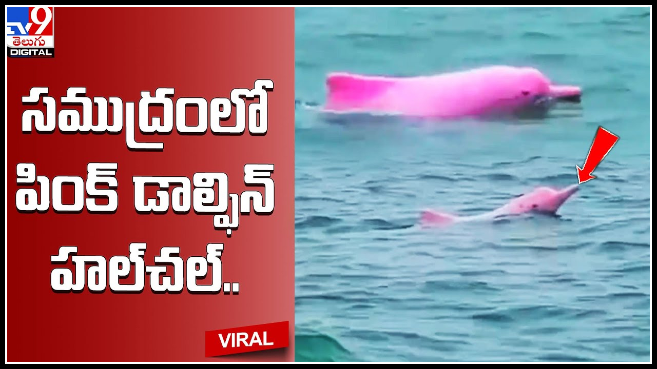 Pink Dolphin: సముద్రంలో పింక్‌ డాల్ఫిన్‌ హల్‌చల్‌.. చెంగు చెంగున జంప్