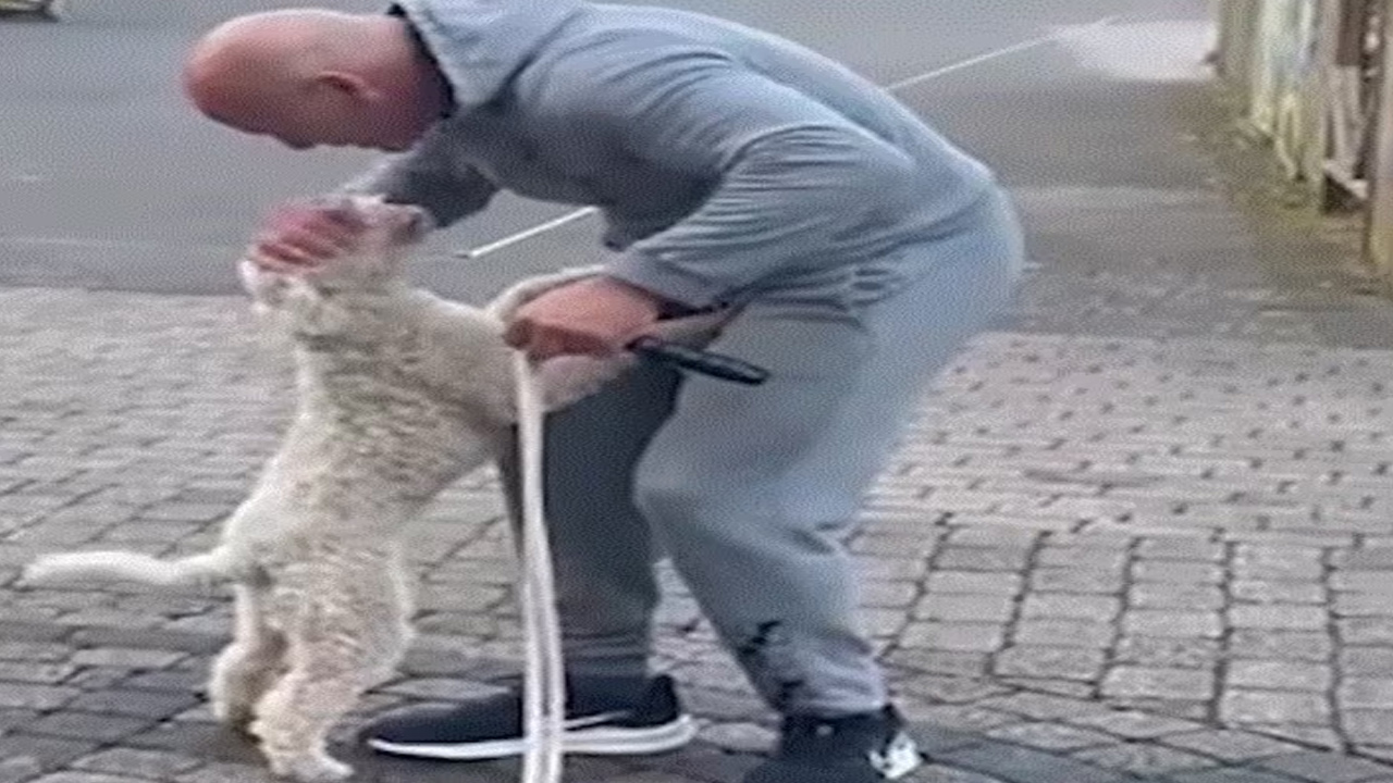 Dog skipping వెనుక కాళ్లపై నిలబడి స్కిప్పింగ్‌ చేసిన కుక్క...వరల్డ్